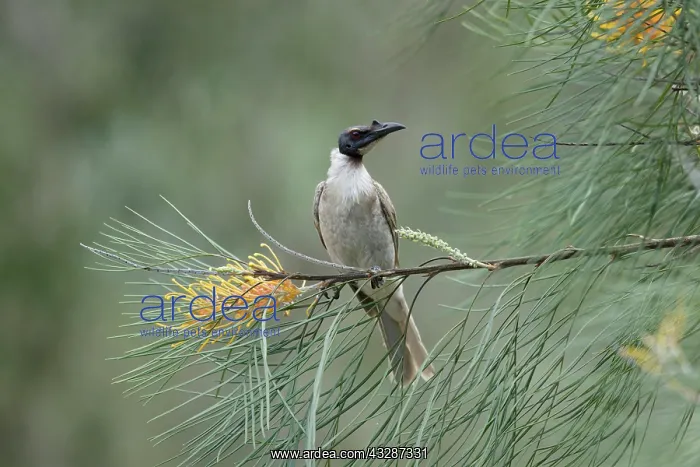 : 80201206 Noisy Friarbird Gold Coast, Queensland : 80201206 Noisy Friarbird Gold Coast, Queensland