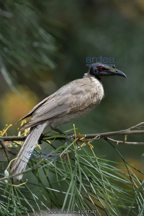 : 80201207 Noisy Friarbird Gold Coast, Queensland : 80201207 Noisy Friarbird Gold Coast, Queensland