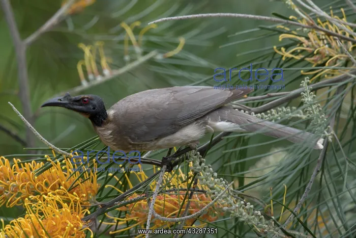 : 80201208 Noisy Friarbird Gold Coast, Queensland : 80201208 Noisy Friarbird Gold Coast, Queensland