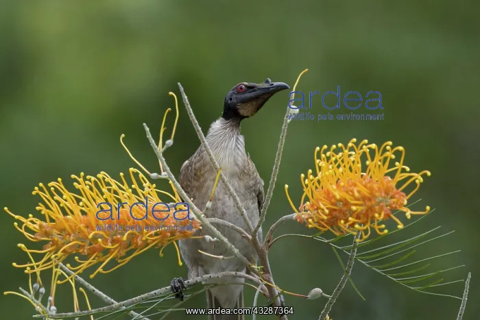 : 80201209 Noisy Friarbird Gold Coast, Queensland : 80201209 Noisy Friarbird Gold Coast, Queensland
