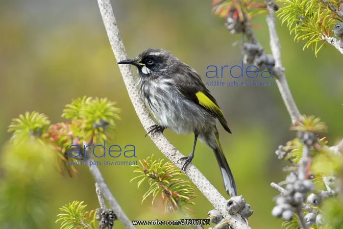 : 80201210 New Holland Honeyeater Kangaroo Island : 80201210 New Holland Honeyeater Kangaroo Island