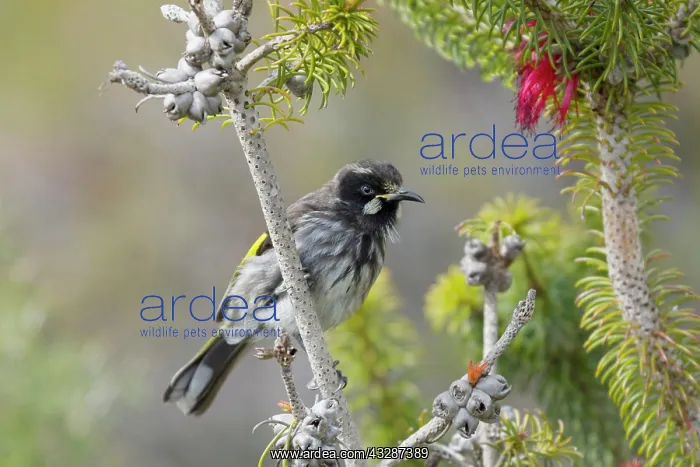 : 80201211 New Holland Honeyeater Kangaroo Island : 80201211 New Holland Honeyeater Kangaroo Island