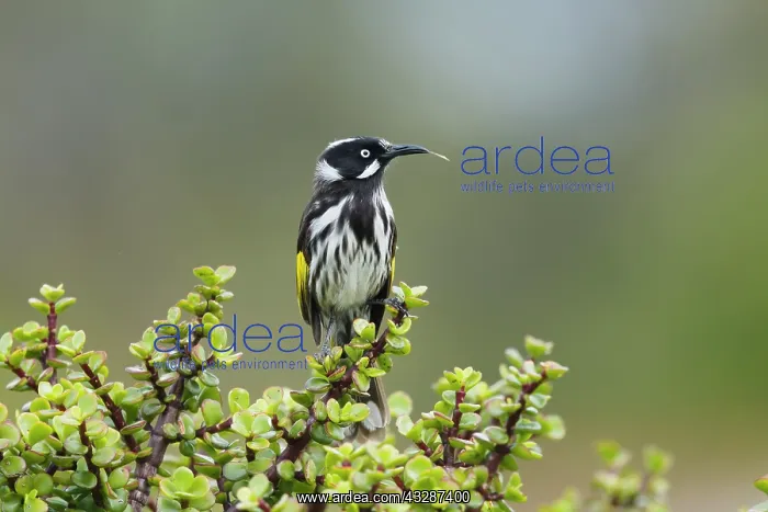  : 80201212 New Holland Honeyeater Kangaroo Island