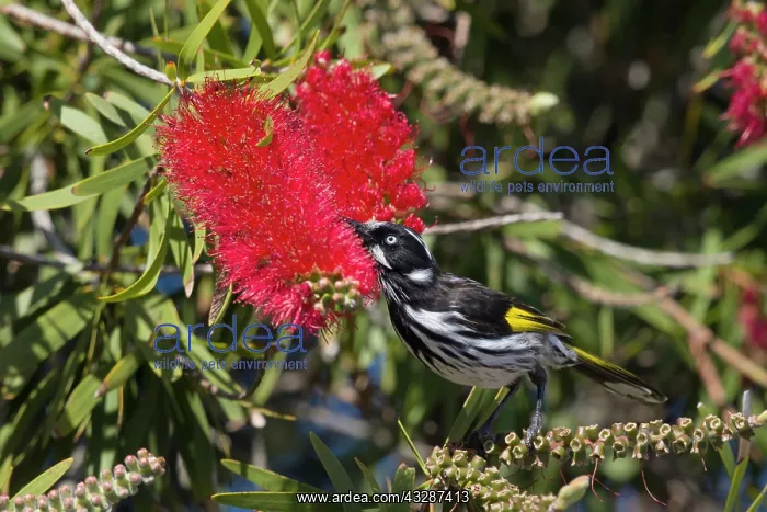 : 80201213 New Holland Honeyeater - feeding bottlebrush : 80201213 New Holland Honeyeater - feeding bottlebrush