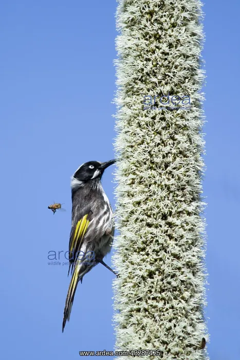 : 80201214 New Holland Honeyeater - feeding on grass : 80201214 New Holland Honeyeater - feeding on grass
