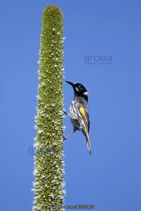  : 80201215 New Holland Honeyeater - feeding on grass
