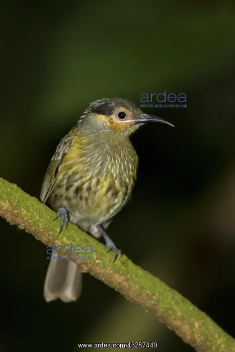 : 80201216 Macleay's Honeyeater Atherton Tablelands : 80201216 Macleay's Honeyeater Atherton Tablelands