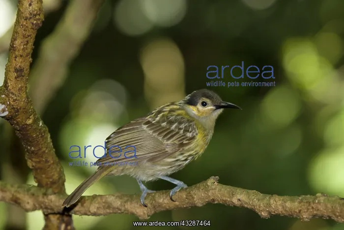 : 80201217 Macleay's Honeyeater Atherton Tablelands : 80201217 Macleay's Honeyeater Atherton Tablelands