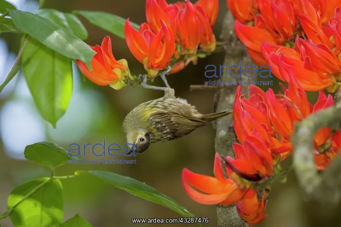 : 80201218 Macleay's Honeyeater - feeding on Flame : 80201218 Macleay's Honeyeater - feeding on Flame
