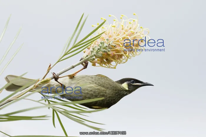 : 80201220 Lewin's Honeyeater - feeding on grevillia : 80201220 Lewin's Honeyeater - feeding on grevillia