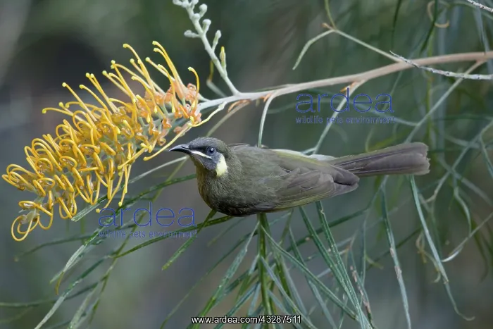 : 80201221 Lewin's Honeyeater - feeding on grevillia : 80201221 Lewin's Honeyeater - feeding on grevillia