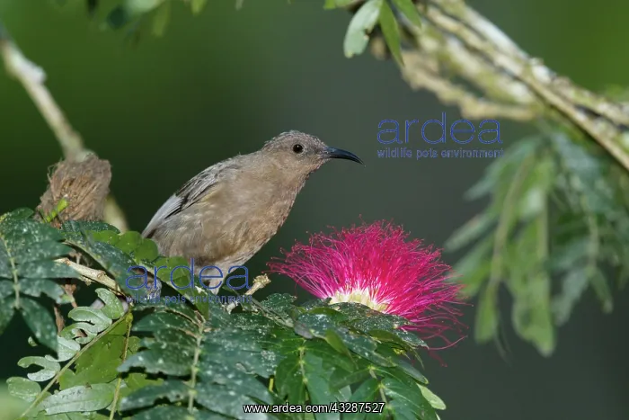 : 80201222 Dusky Honeyeater - feeding on flowers Atherton : 80201222 Dusky Honeyeater - feeding on flowers Atherton
