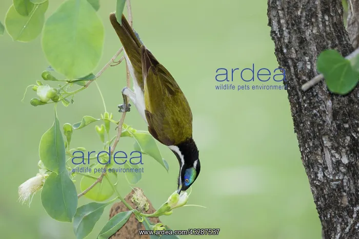: 80201223 Blue-faced Honeyeater - feeding on flowering : 80201223 Blue-faced Honeyeater - feeding on flowering
