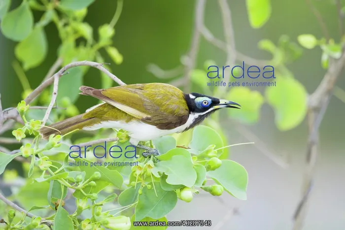 : 80201224 Blue-faced Honeyeater - feeding on flowering : 80201224 Blue-faced Honeyeater - feeding on flowering