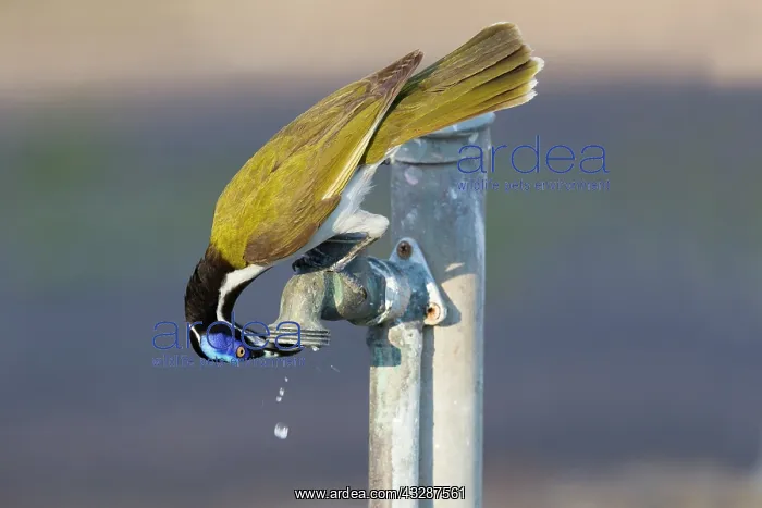 : 80201225 Blue-faced Honeyeater - drinking at leaking : 80201225 Blue-faced Honeyeater - drinking at leaking