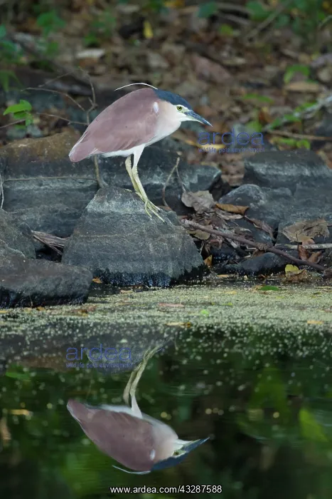 : 80201227 Rufous (Nankeen) Night Heron - by pool : 80201227 Rufous (Nankeen) Night Heron - by pool