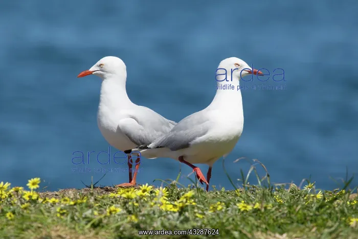 : 80201230 Silver Gull - pair Tasmania, Australia : 80201230 Silver Gull - pair Tasmania, Australia