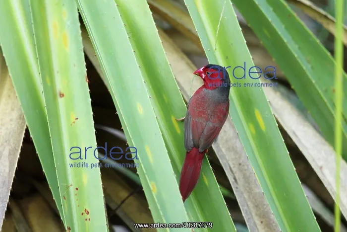 : 80201235 Crimson Finch - male Kakadu National Park : 80201235 Crimson Finch - male Kakadu National Park