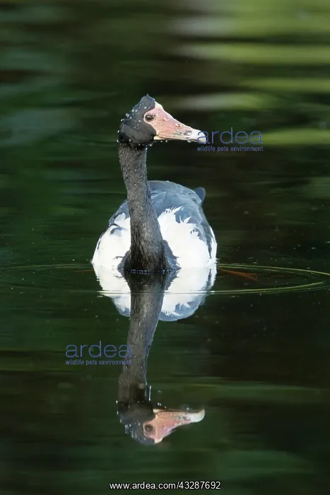 : 80201236 Magpie Goose Cairns, Queensland, Australia : 80201236 Magpie Goose Cairns, Queensland, Australia