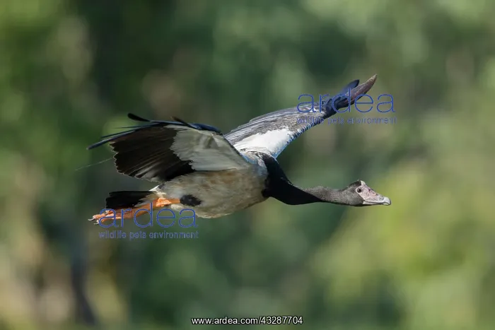 : 80201237 Magpie Goose - in flight Kakadu National : 80201237 Magpie Goose - in flight Kakadu National