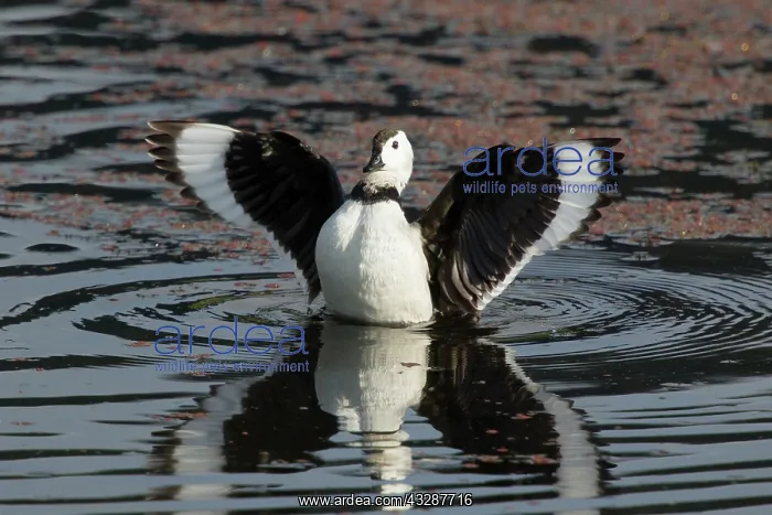 : 80201238 Cotton Pygmy Goose - male stretching wings : 80201238 Cotton Pygmy Goose - male stretching wings