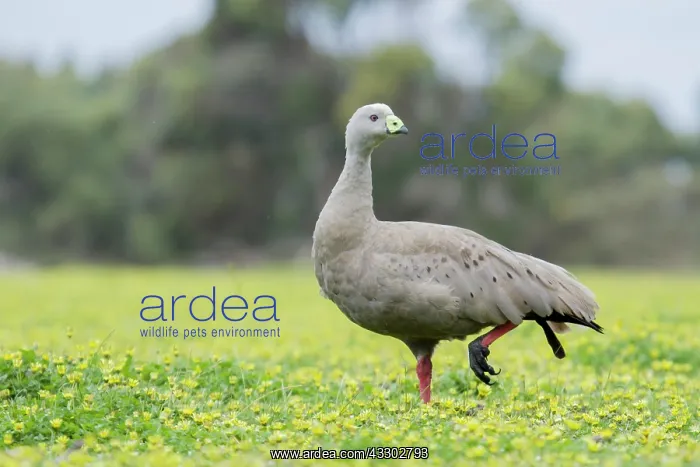 : 80201239 Cape Barren Goose - in field of Cape Daisies : 80201239 Cape Barren Goose - in field of Cape Daisies