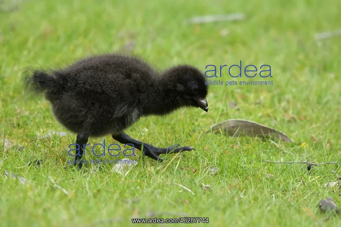 : 80201242 Tasman Native Hen - chick Tasmania, Australia : 80201242 Tasman Native Hen - chick Tasmania, Australia