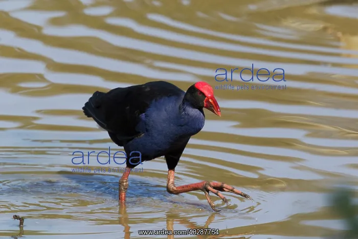 : 80201243 Australian Purple Swamphen Atherton Tablelands : 80201243 Australian Purple Swamphen Atherton Tablelands