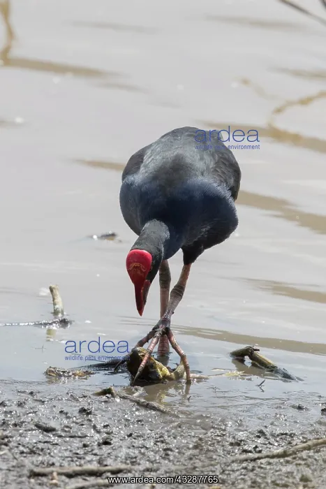 : 80201244 Australian Purple Swamphen - feeding on : 80201244 Australian Purple Swamphen - feeding on