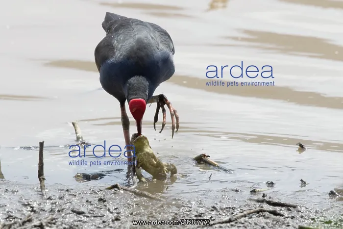 : 80201245 Australian Purple Swamphen - feeding on : 80201245 Australian Purple Swamphen - feeding on