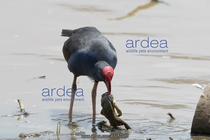 : 80201246 Australian Purple Swamphen - feeding on : 80201246 Australian Purple Swamphen - feeding on