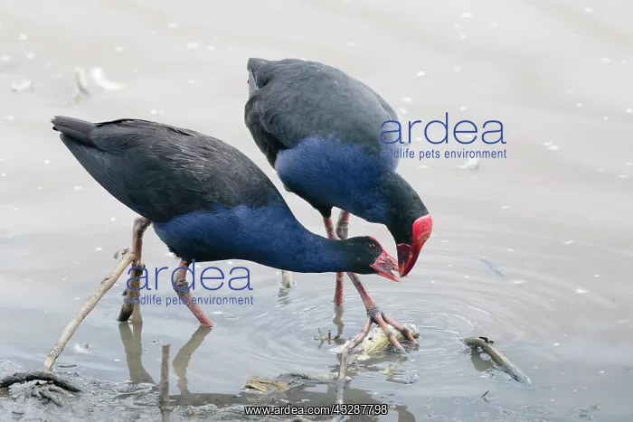  : 80201247 Australian Purple Swamphen - pair feeding