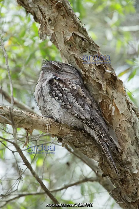: 80201248 Tawny Frogmouth - at daytime roost Brisbane : 80201248 Tawny Frogmouth - at daytime roost Brisbane