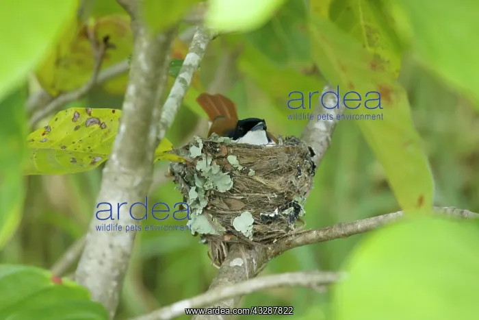 : 80201249 Satin Flycatcher - female on nest Daintree : 80201249 Satin Flycatcher - female on nest Daintree