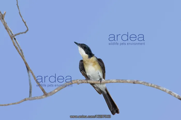 : 80201250 Restless Flycatcher Kakadu National Park : 80201250 Restless Flycatcher Kakadu National Park
