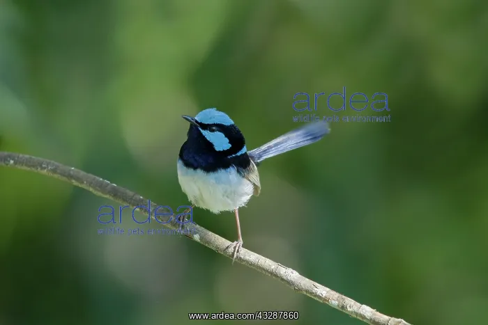 : 80201252 Superb Fairywren Lamington National Park : 80201252 Superb Fairywren Lamington National Park