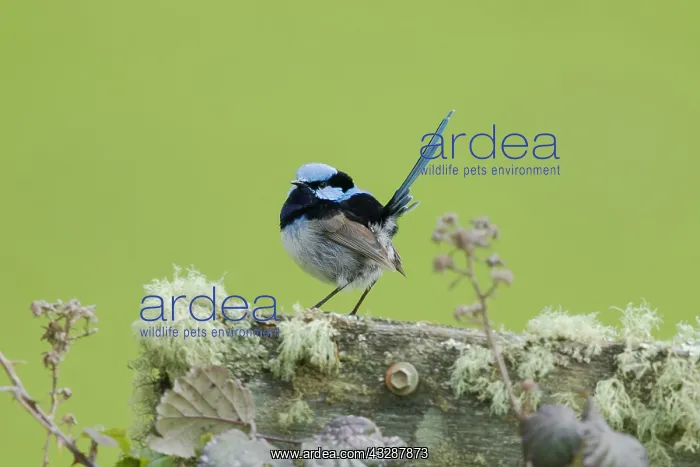: 80201253 Superb Fairywren Tasmania, Australia Malurus : 80201253 Superb Fairywren Tasmania, Australia Malurus