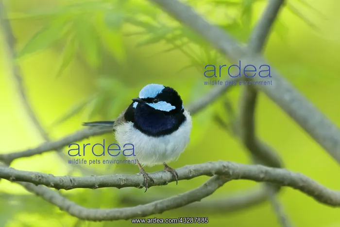 : 80201254 Superb Fairywren Kangaroo Island, South : 80201254 Superb Fairywren Kangaroo Island, South