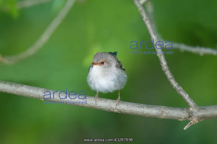 : 80201255 Superb Fairywren Kangaroo Island, South : 80201255 Superb Fairywren Kangaroo Island, South