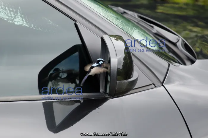 : 80201257 Superb Fairywren - attacking its own reflection : 80201257 Superb Fairywren - attacking its own reflection
