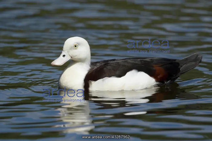 : 80201260 Radjah Shelduck Cairns, Qeensland, Australia : 80201260 Radjah Shelduck Cairns, Qeensland, Australia