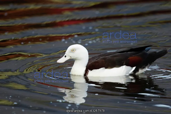 : 80201261 Radjah Shelduck Cairns, Queensland, Australia : 80201261 Radjah Shelduck Cairns, Queensland, Australia
