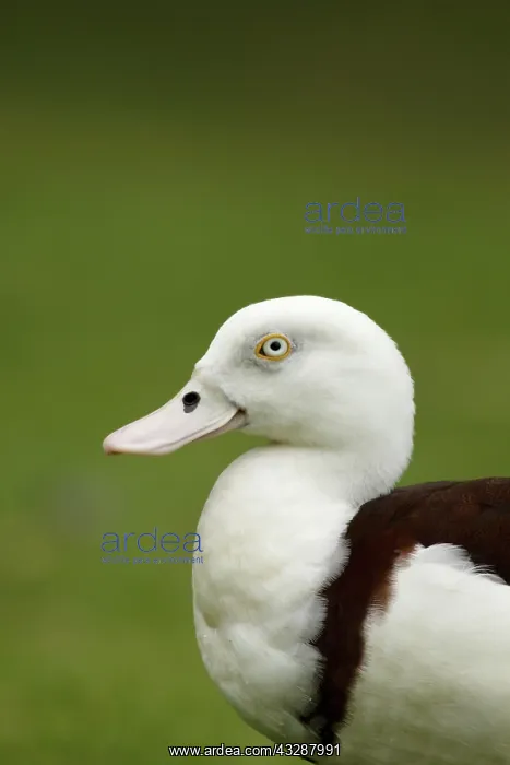 : 80201262 Radjah Shelduck - on land Cairns, Qeensland : 80201262 Radjah Shelduck - on land Cairns, Qeensland