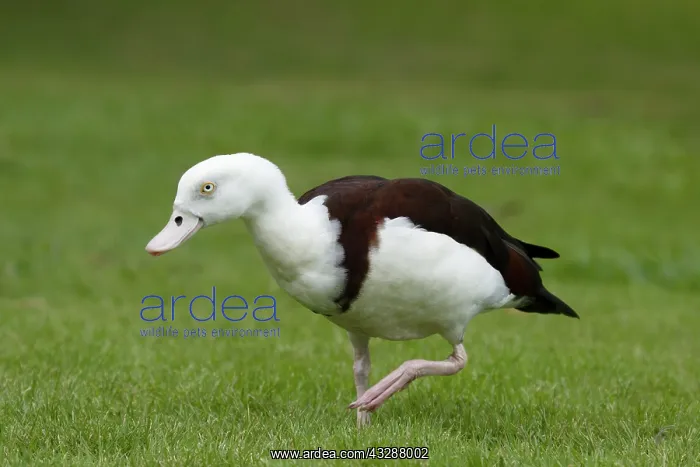 : 80201263 Radjah Shelduck - on land Cairns, Qeensland : 80201263 Radjah Shelduck - on land Cairns, Qeensland