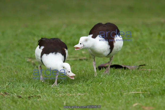 : 80201264 Radjah Shelduck - showing agressive behaviour : 80201264 Radjah Shelduck - showing agressive behaviour