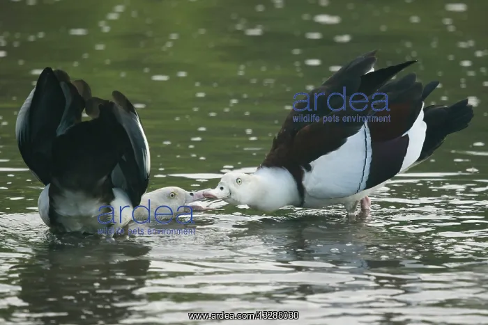 : 80201265 Radjah Shelduck - showing aggressive behaviour : 80201265 Radjah Shelduck - showing aggressive behaviour