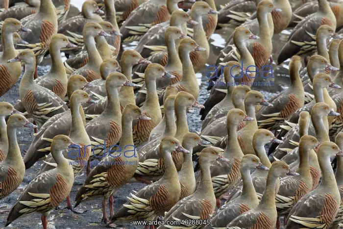 : 80201266 Plumed Whistling Duck - dense flock Atherton : 80201266 Plumed Whistling Duck - dense flock Atherton