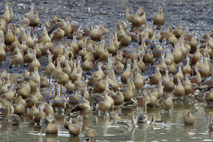  : 80201267 Plumed Whistling Duck - flock on lake shore