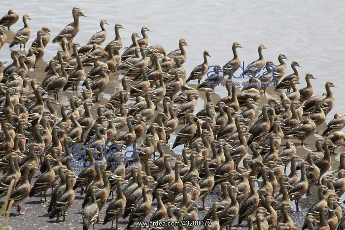 : 80201268 Plumed Whistling Duck - flock looking alert : 80201268 Plumed Whistling Duck - flock looking alert
