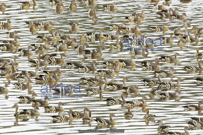 : 80201269 Plumed Whistling Duck - flock on lake Atherton : 80201269 Plumed Whistling Duck - flock on lake Atherton